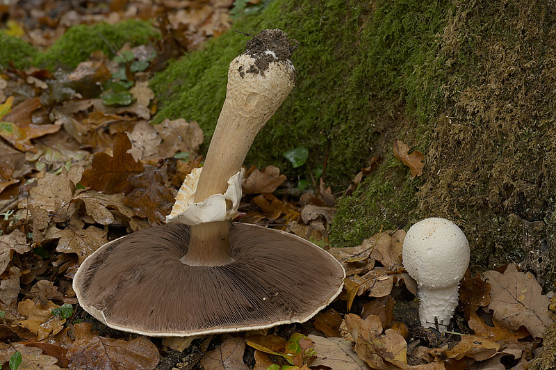 Agaricus crocodilinus